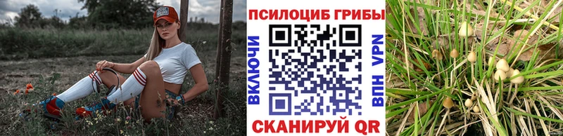 где купить наркоту  Томмот  Псилоцибиновые грибы Psilocybe 